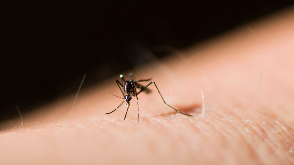 Mosquito Control